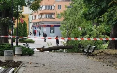 Паднал клон удари човек в Сливен, откаран е в болница