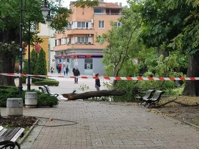 Паднал клон удари човек в Сливен, откаран е в болница