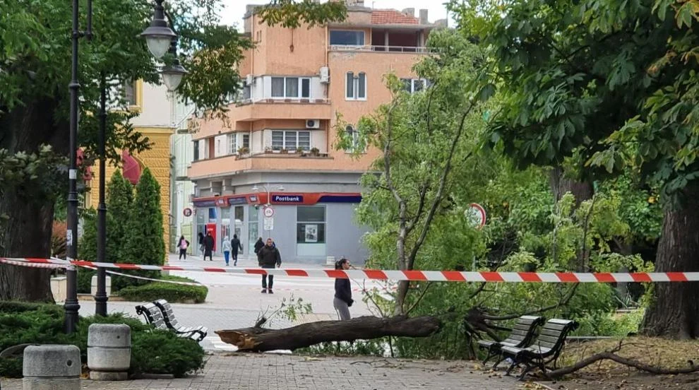 Силен вятър в страната: Паднало дърво удари човек, друго повреди кола, има скъсани жици