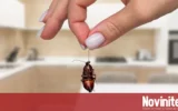 Шест домашни продукта прогонват хлебарките от кухнята