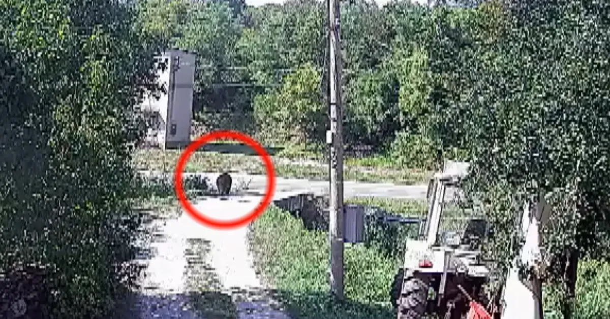 Заловиха една от мечките, които от седмици навлизат в девинското село Гьоврен