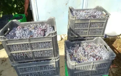 Десетки хиляди тонове българска продукция останаха по полетата
