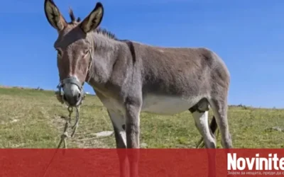 Под 2000 магарета останаха в цяла България