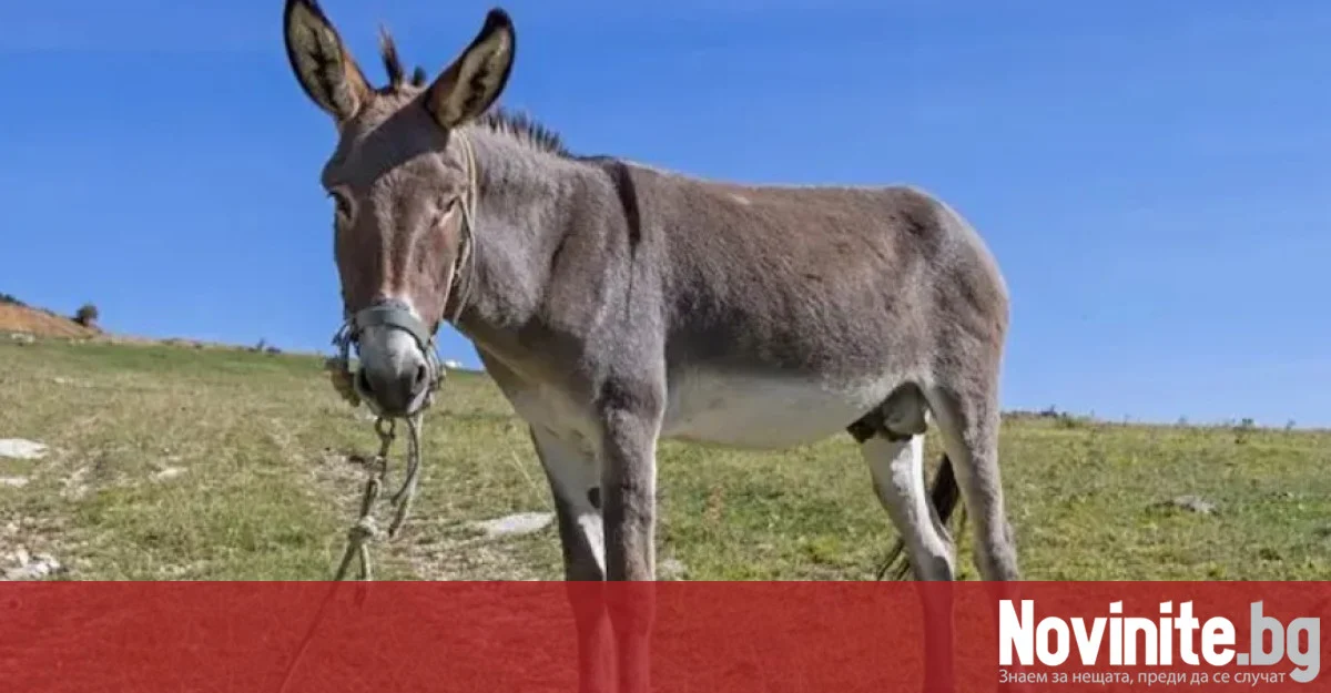 Под 2000 магарета останаха в цяла България