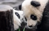 Последните две панди, отглеждани във Франция, ще отпътуват за Китай през декември