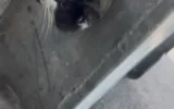 „Не можеш просто така да го оставиш“: Как спасиха заклещено коте след над 5 часа в капан в София? (ВИДЕО)