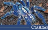 Новата мания: Хора колекционират тарантули като покемони
