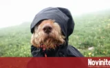 Пригответе чадърите: Очаква ни дъждовен петък и температури до 3°