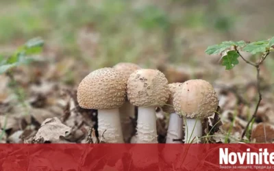 Опитен гъбар от Пловдив предупреди: Дори червеите и охлювите да ядат една гъба, тя може да е отровна