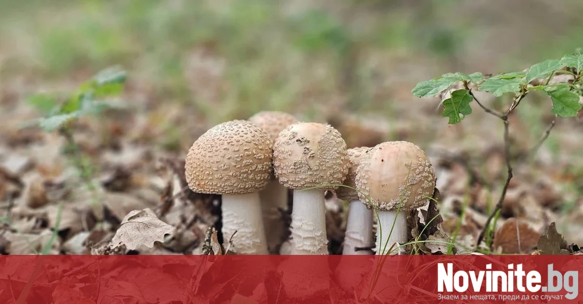 Опитен гъбар от Пловдив предупреди: Дори червеите и охлювите да ядат една гъба, тя може да е отровна