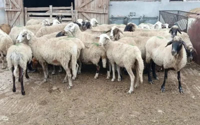 Две огнища на шарка по овцете и козите в областите София и Хасково