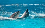 Ще доведедат ли атаките в Черно море до негативни последици за подводния свят