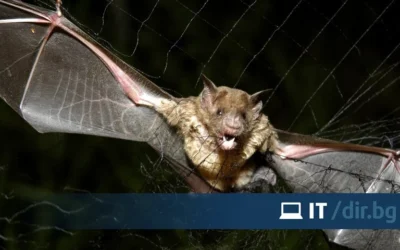 Нашествие на смъртоносни прилепи в Австралия