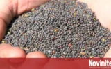 Сбогом на царевицата в Северозапада: Рапицата носи по-добри доходи