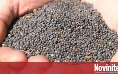 Сбогом на царевицата в Северозапада: Рапицата носи по-добри доходи