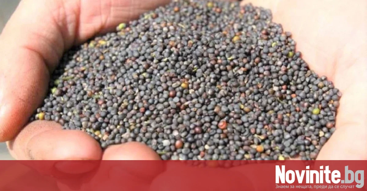 Сбогом на царевицата в Северозапада: Рапицата носи по-добри доходи