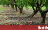 Много овощари оставиха реколтата да изгние в градините
