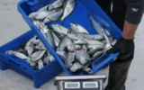Заради взривовете в Черно море: Рибарите от Несебър отчитат драстичен спад на улова
