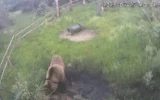 „Видях мечка и замръзнах на място“ – справят ли се с опасността в Сандански?