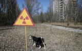 Може ли кучетата от Чернобил да пренасят последиците от ядрена катастрофа към следващите поколения?