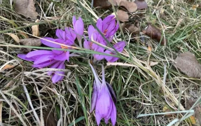 До 26° и слънце в сряда, дъжд и застудяване идват в петък