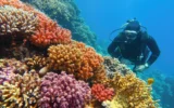 Почти всички коралови рифове са застрашени от изчезване до 2075 г.