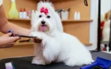 От кучешки спа центрове до застраховки: бизнесът с домашни любимци процъфтява в Китай