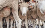 Установиха две нови огнища на шарка по овцете и козите