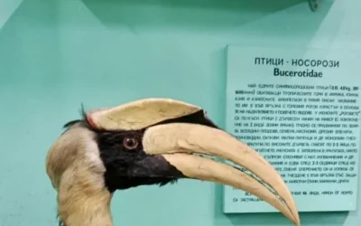 Откриха птица носорог в България