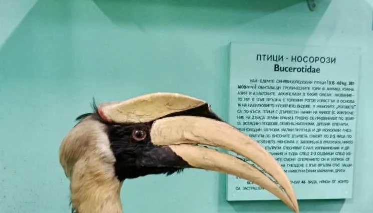 Откриха птица носорог в България