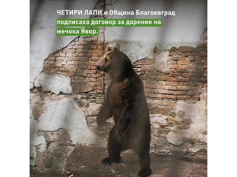 Паркът в Белица очаква мечокът Явор да пристигне от Ловеч