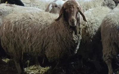 БАБХ откри огнище на шарка по овцете и козите в Шабла
