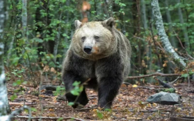 Мечка вилня в дворове край София и унищожи пчелни кошери