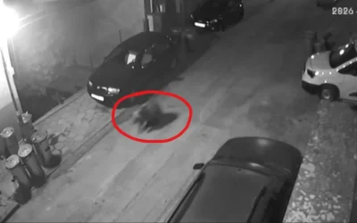 Малко мече по улиците на Благоевград – какво предприема местната власт?