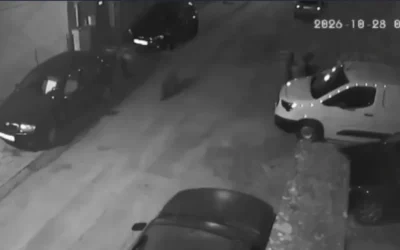 Домашни или безстопанствени кучета са подгонили мечето, разходило се из Благоевград
