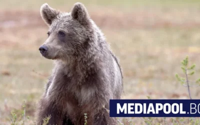 Фотокапани ще следят за мече в Благоевград