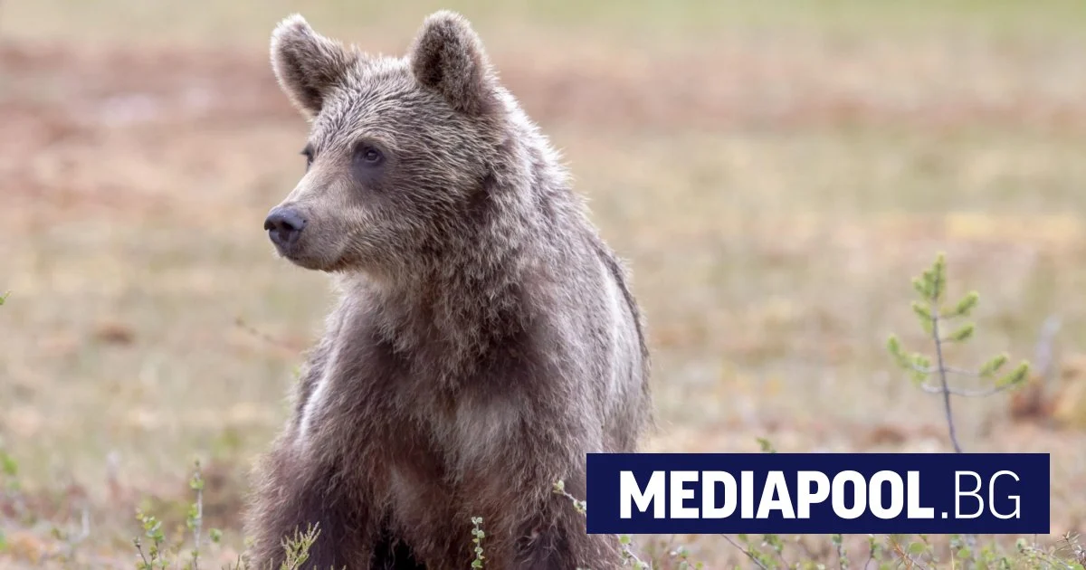 Фотокапани ще следят за мече в Благоевград