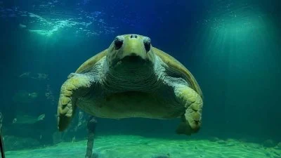 Морска костенурка се върна в океана след 22 години в аквариум