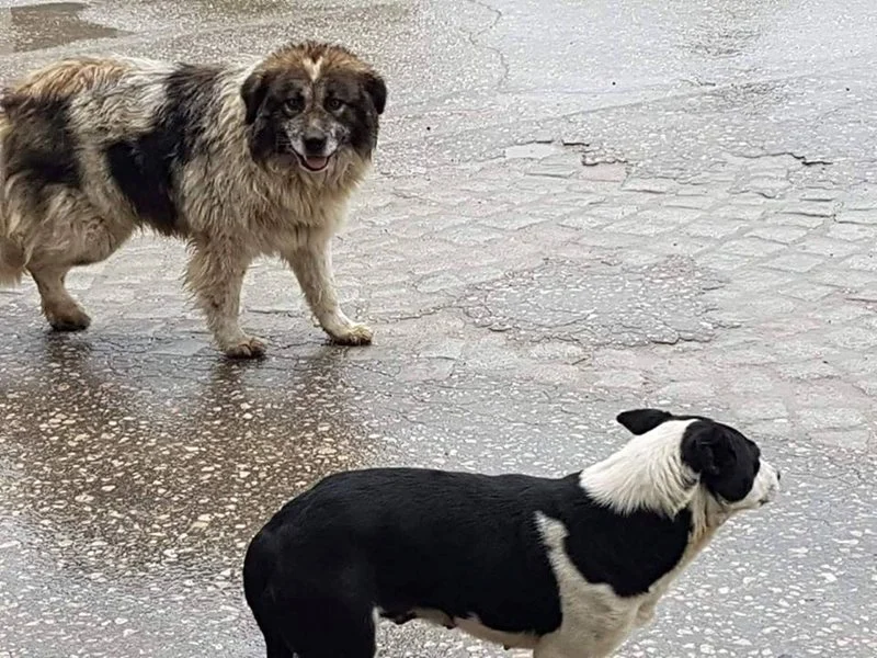 Кампания за кастрация на бездомни кучета ще има в Пазарджик