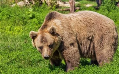 Капани за мечката, нахлула 5 пъти в къща за гости