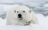 Камери с изкуствен интелект ще пазят хората от нападения на полярни мечки