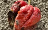 Непозната болест унищожава масивите с пипер в Добруджа и заплашва производителите с фалити
