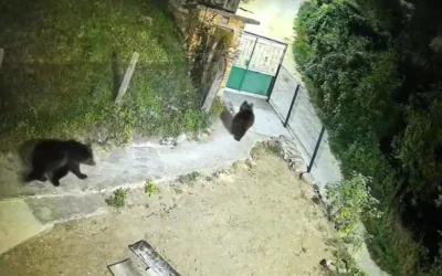 Набезите на мечки не стихват в родопското село Гьоврен
