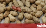 Шепа фъстъци на ден може да помогне на мозъка да запази функциите си с възрастта